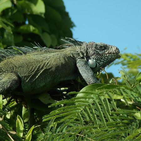 Grand Amazon Lodge And Tours Paraíso Екстериор снимка