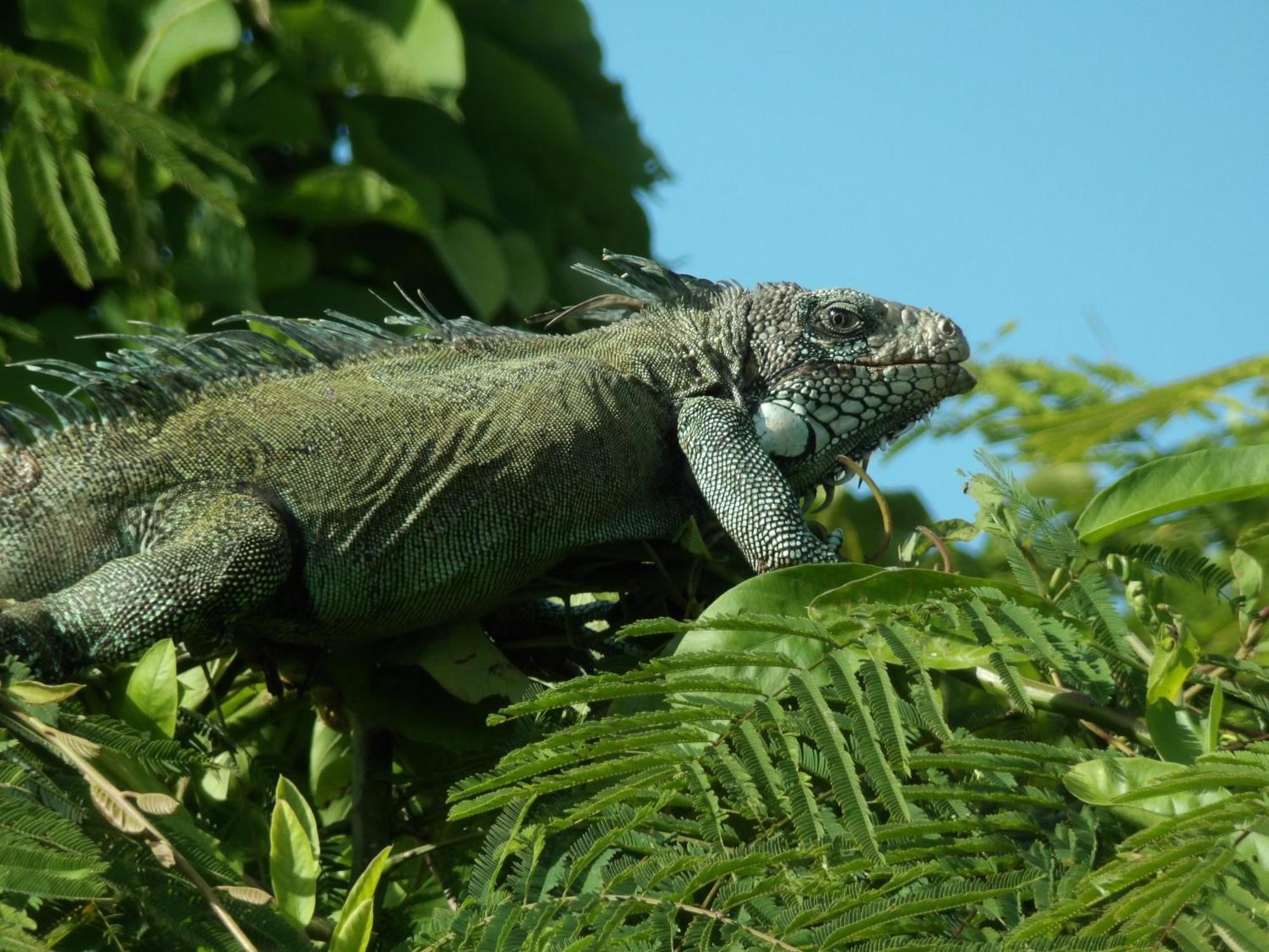 Grand Amazon Lodge And Tours Paraíso Екстериор снимка
