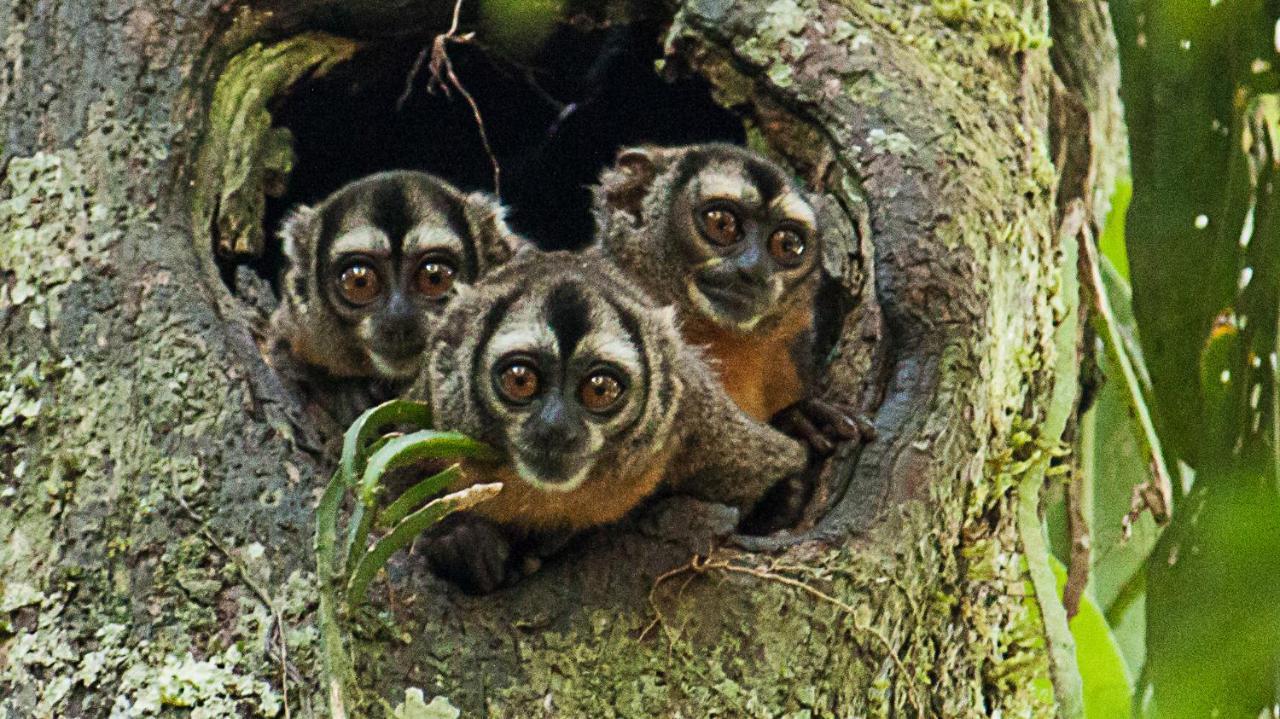 Grand Amazon Lodge And Tours Paraíso Екстериор снимка