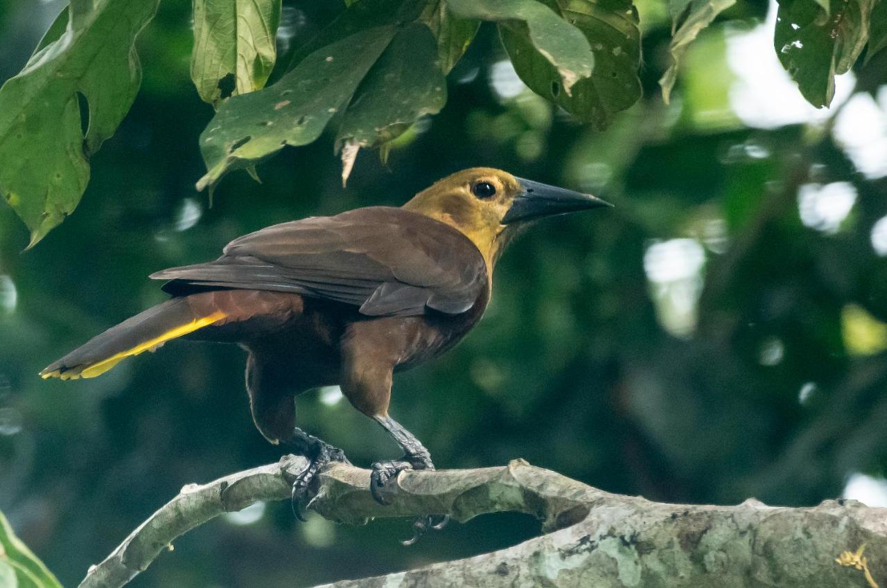Grand Amazon Lodge And Tours Paraíso Екстериор снимка