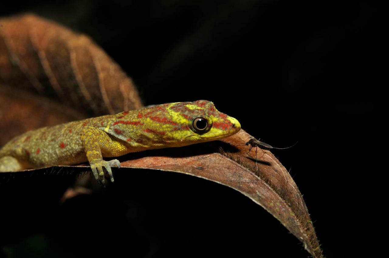 Grand Amazon Lodge And Tours Paraíso Екстериор снимка