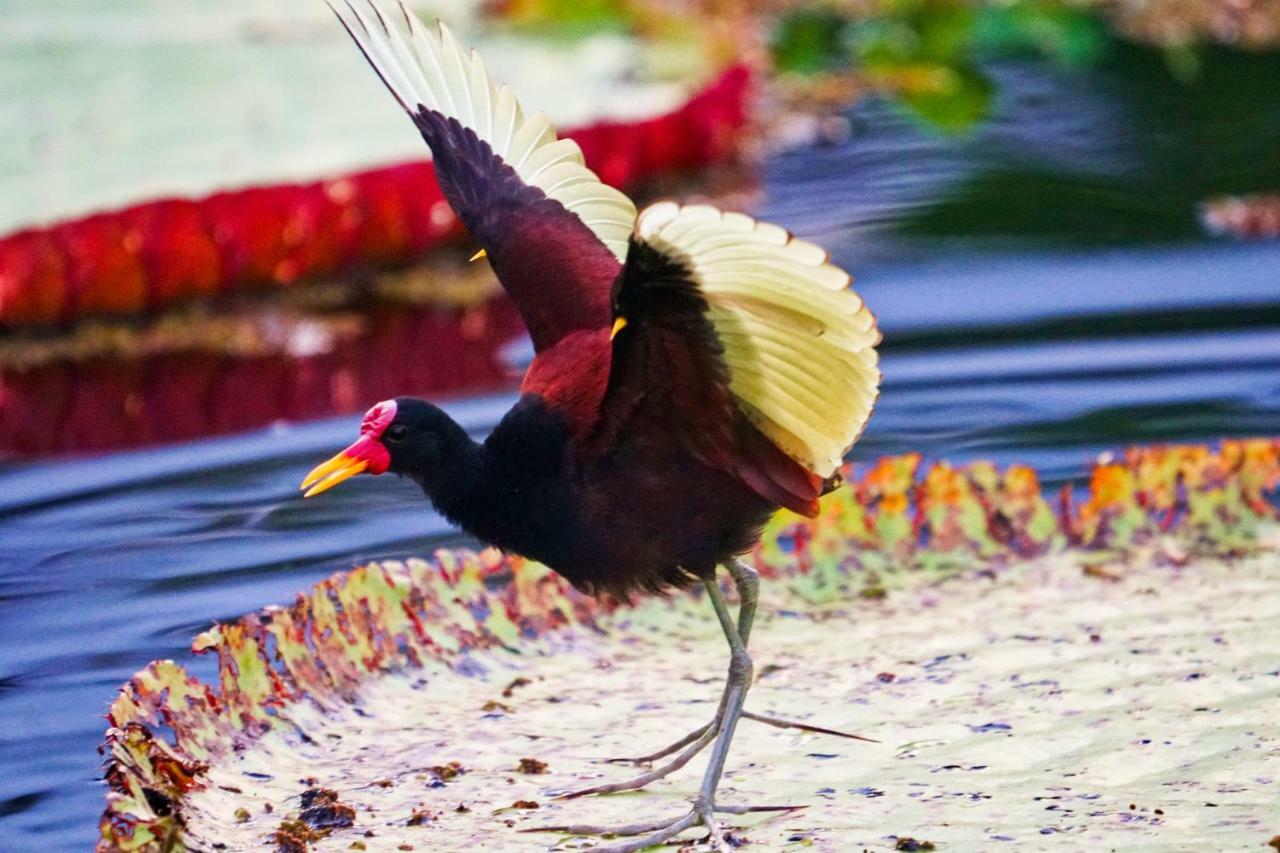 Grand Amazon Lodge And Tours Paraíso Екстериор снимка