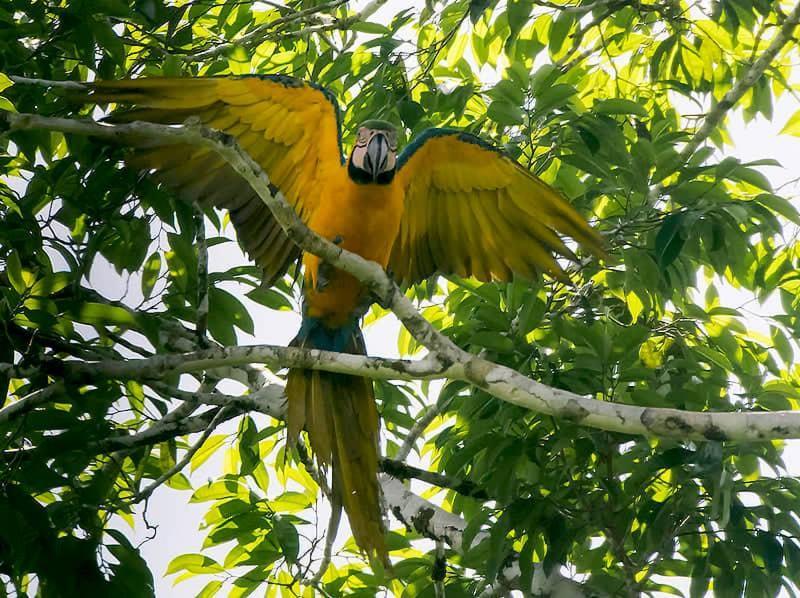 Grand Amazon Lodge And Tours Paraíso Екстериор снимка