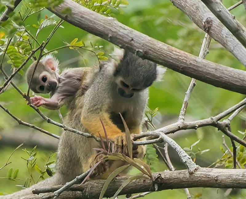 Grand Amazon Lodge And Tours Paraíso Екстериор снимка