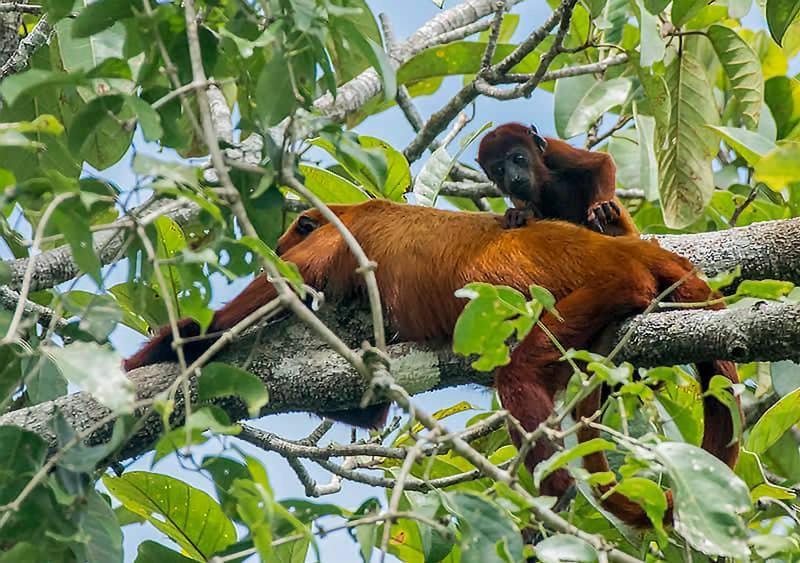 Grand Amazon Lodge And Tours Paraíso Екстериор снимка